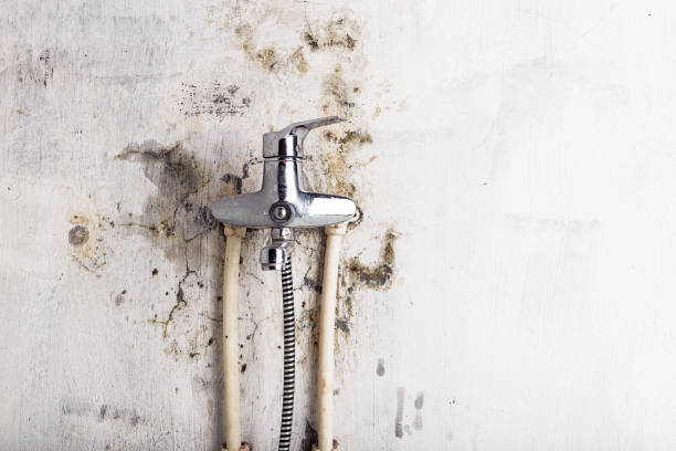 Best Residential Mold Remediation in Concordia, MO