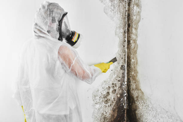 Best Mold Testing and Inspection Services in Concordia, MO