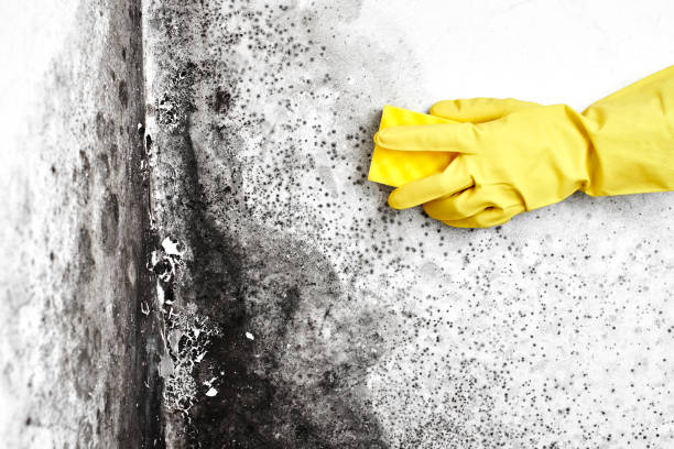 Best White Mold Remediation in Concordia, MO