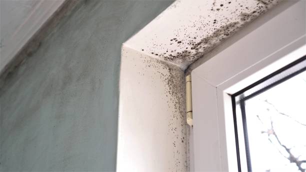 Best Residential Mold Remediation in Concordia, MO