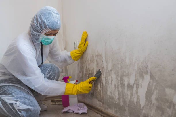 Best Mold Testing and Inspection Services in Concordia, MO