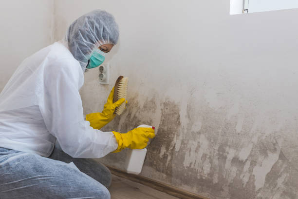 Best Post-Flood Mold Remediation in Concordia, MO