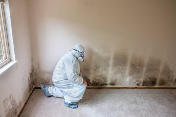 Best HVAC Mold Remediation in Concordia, MO