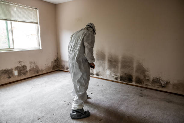 Best Attic Mold Remediation in Concordia, MO