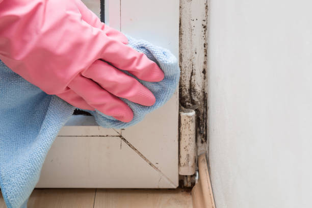 Best Kitchen Mold Remediation in Concordia, MO