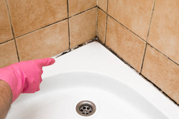 Best Emergency Mold Remediation in Concordia, MO